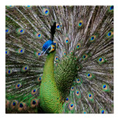 孔雀 ポスター (正面)