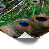 孔雀 ポスター (コーナー)