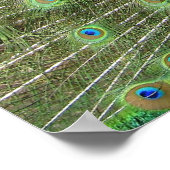 孔雀 ポスター (角)