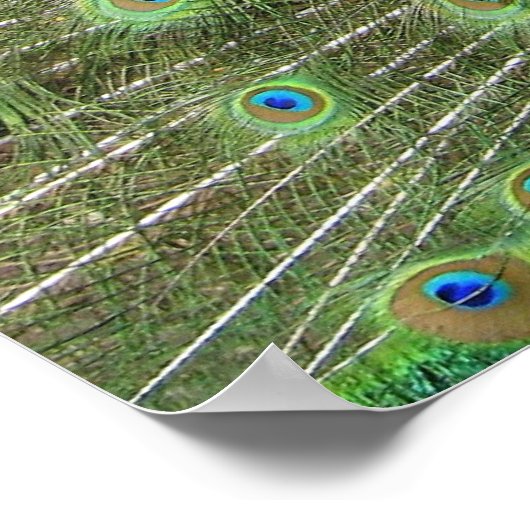 孔雀 ポスター (角)