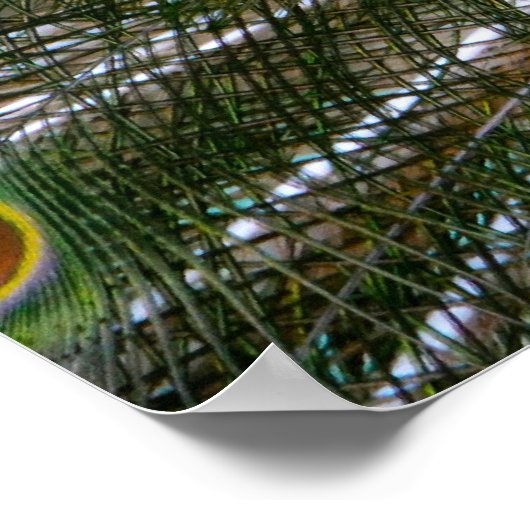 孔雀 ポスター (角)