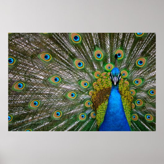 孔雀 ポスター (正面)