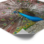 孔雀 ポスター (角)