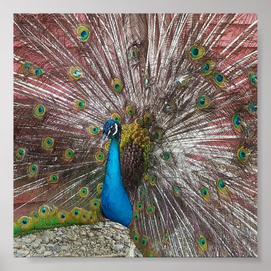 孔雀 ポスター (正面)