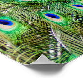 孔雀 ポスター (角)