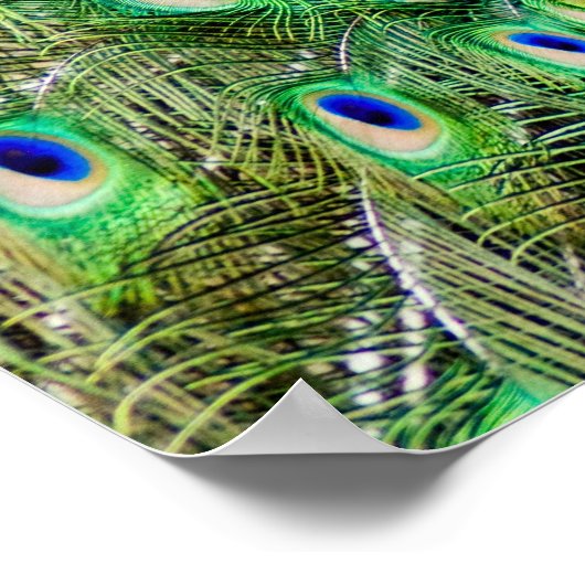 孔雀 ポスター (角)