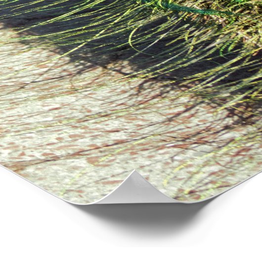 孔雀 ポスター (角)