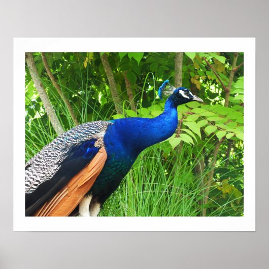 孔雀 ポスター (正面)