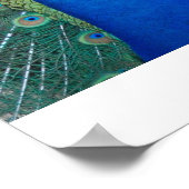 孔雀 ポスター (角)