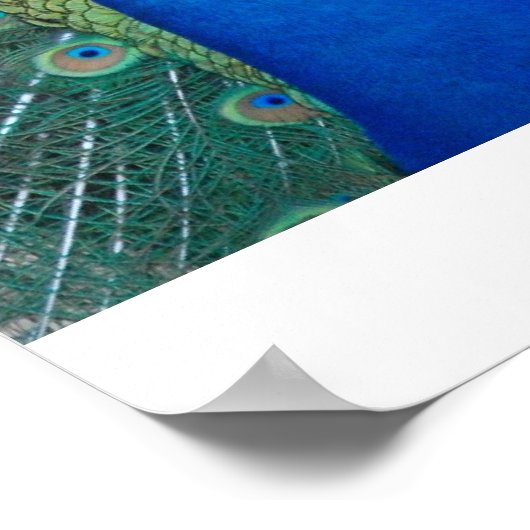 孔雀 ポスター (角)