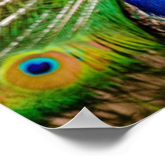 孔雀 ポスター (角)