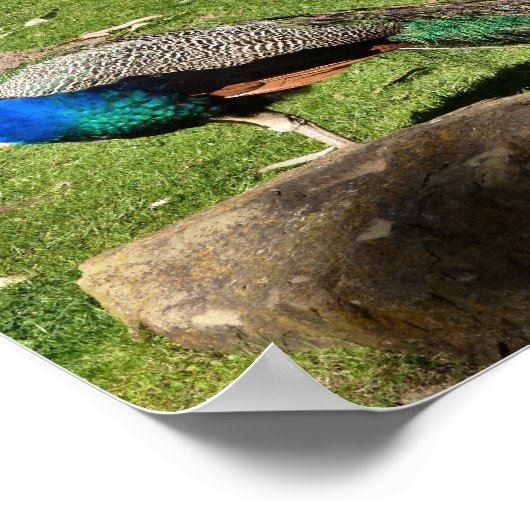 孔雀 ポスター (角)