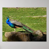 孔雀 ポスター (正面)