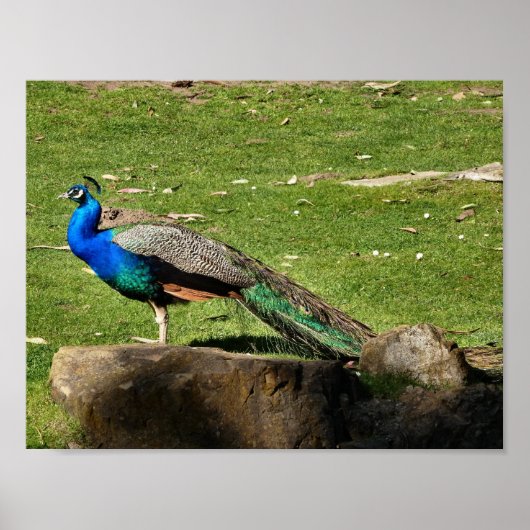 孔雀 ポスター (正面)