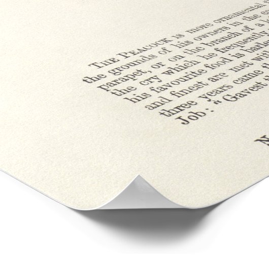 孔雀 ポスター (角)