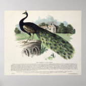 孔雀 ポスター (正面)