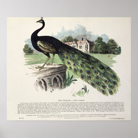 孔雀 ポスター (正面)