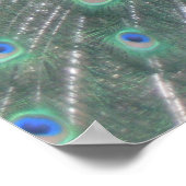 孔雀 ポスター (角)