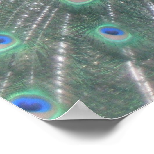 孔雀 ポスター (角)