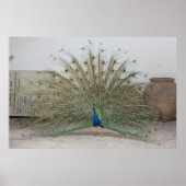 孔雀 ポスター (正面)