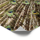 孔雀 ポスター (角)