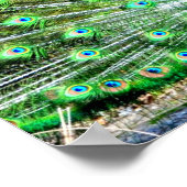 孔雀 ポスター (角)