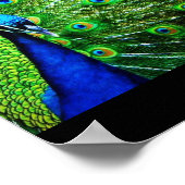 孔雀 ポスター (角)