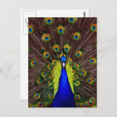 孔雀 ポストカード (正面/裏面)