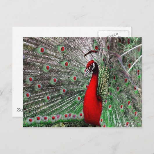 孔雀 ポストカード (正面/裏面)