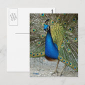 孔雀 ポストカード (正面/裏面)
