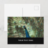 孔雀 ポストカード (正面/裏面)