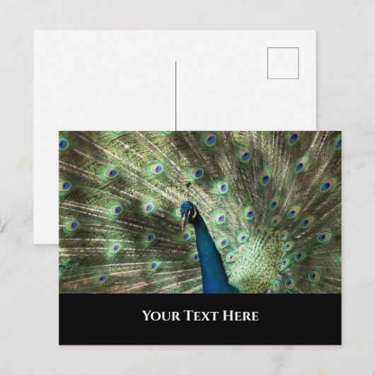 孔雀 ポストカード (正面/裏面)