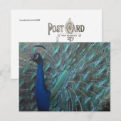 孔雀 ポストカード (正面/裏面)