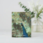 孔雀 ポストカード (スタンド正面)