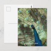 孔雀 ポストカード (正面/裏面)