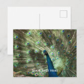 孔雀 ポストカード (正面/裏面)