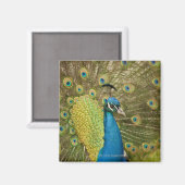 孔雀 マグネット (正面/裏面)