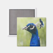 孔雀 マグネット (正面/裏面)