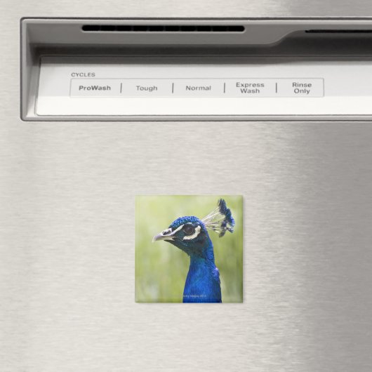 孔雀 マグネット (インサイチュ (食洗機))