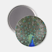 孔雀 マグネット (正面/裏面)