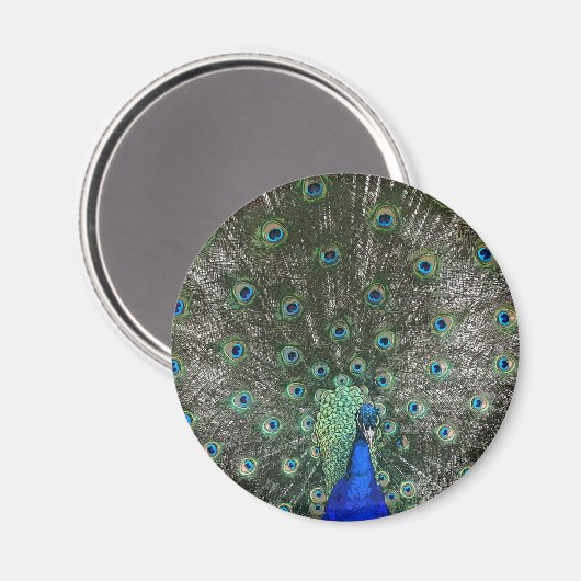 孔雀 マグネット (正面/裏面)