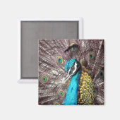 孔雀 マグネット (正面/裏面)