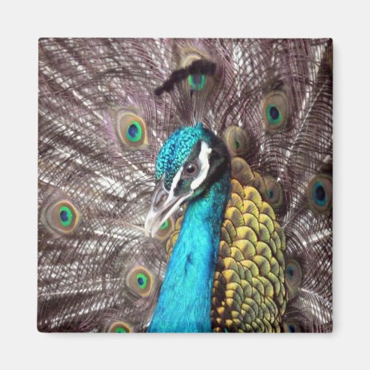 孔雀 マグネット (正面)