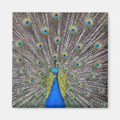 孔雀 マグネット (正面)