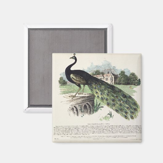 孔雀 マグネット (正面/裏面)