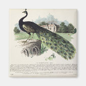 孔雀 マグネット (正面)