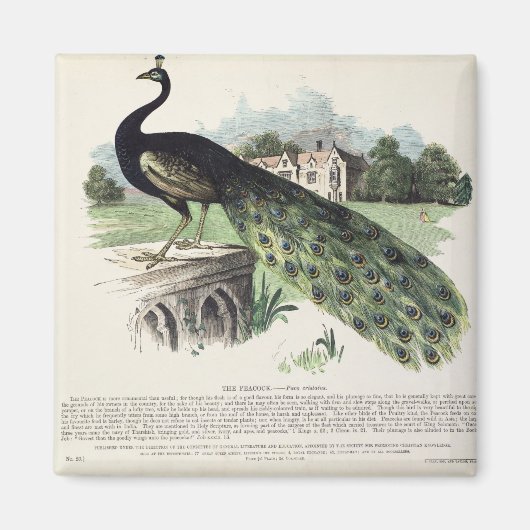 孔雀 マグネット (正面)