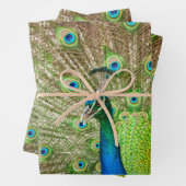 孔雀 ラッピングペーパーシート (インサイチュ)