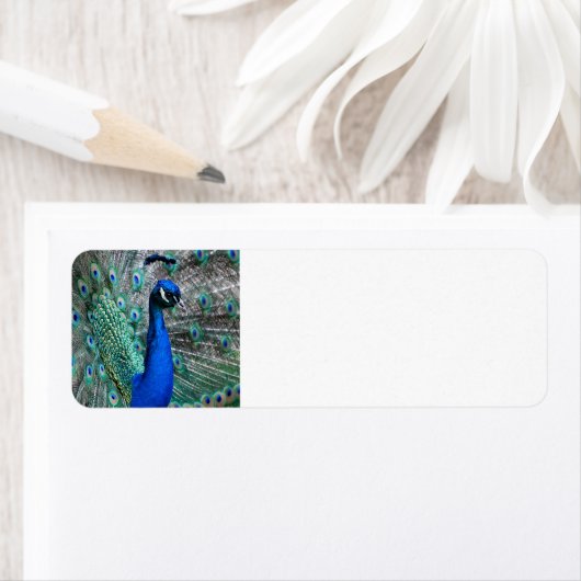 孔雀 ラベル (インサイチュ)