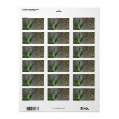 孔雀 ラベル (フルシート)